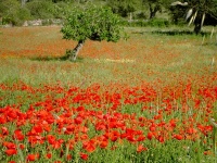 Mallorca Manacor Porto Colom Finca Oase - Finca mit mehreren, verschiedenen Unterkünften und mit großem Pool für dreimal 2 Personen und einmal 4 Personen Finca