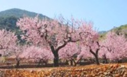 Die berühmte Mandelblüte auf Mallorca, die die Insel im Frühjahr rosa färbt