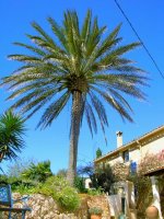 Mallorca Manacor Porto Colom Finca Oase - Finca mit mehreren, verschiedenen Unterkünften und mit großem Pool für dreimal 2 Personen und einmal 4 Personen Finca Palme
